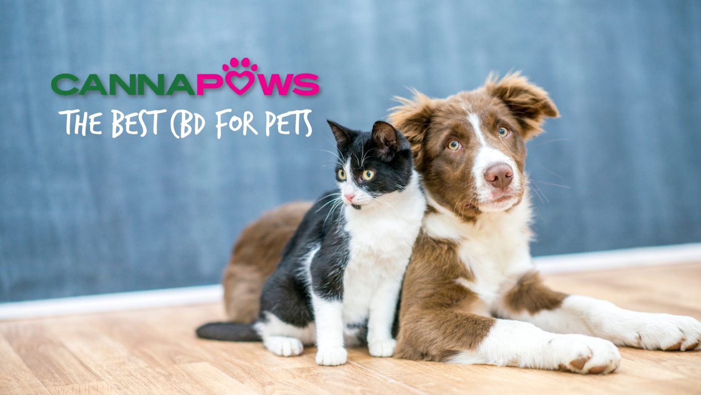 Canna Paws: Discover The Best Lab-Tested CBD For Pets