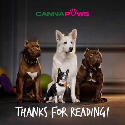 Best Full-Spectrum CBD Oil For Dogs By Canna Paws